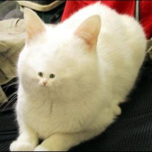 Meet your Posher, Kai